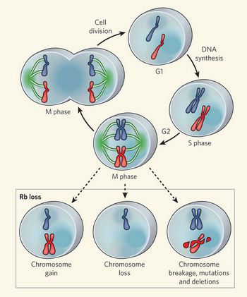 Mitosis M phase mitotic phase Biology Diagrams