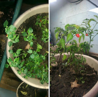 Two photos of small pepper plants with tiny leaves and tiny green or red pods.
