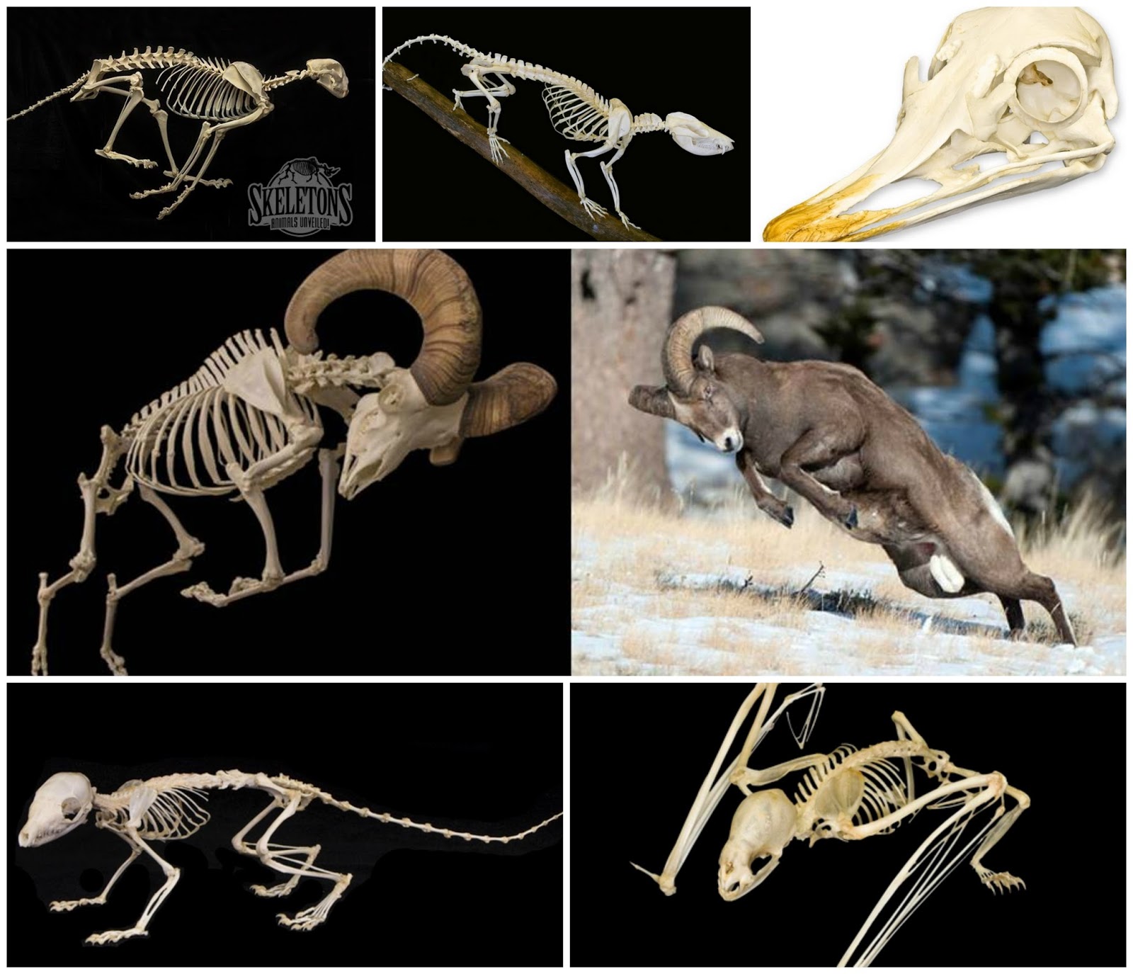 ComeSeeOrlando.com: Unveiling Skeletons - Animals Unveilied at I-Drive 360