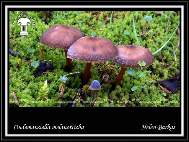 Oudemansiella melanοtricha (Dörfelt.) M.M. Mοser