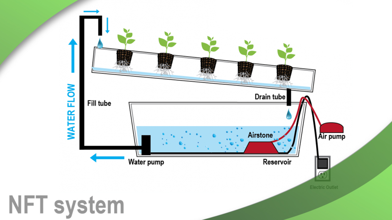 Nft hold перевод. Nft картинки токен. Nft изображения. Nft hold перевод. Nft гидропонные системы схема.