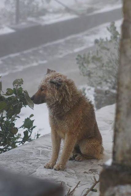 Chú chó nhỏ co ro giữa mưa tuyết Mẫu Sơn khiến người xem rớt nước mắt