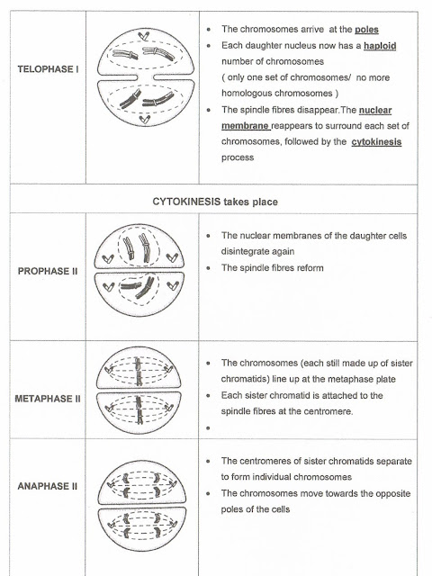 BIOLOGY: Form 4: Chapter 5 Module's answer
