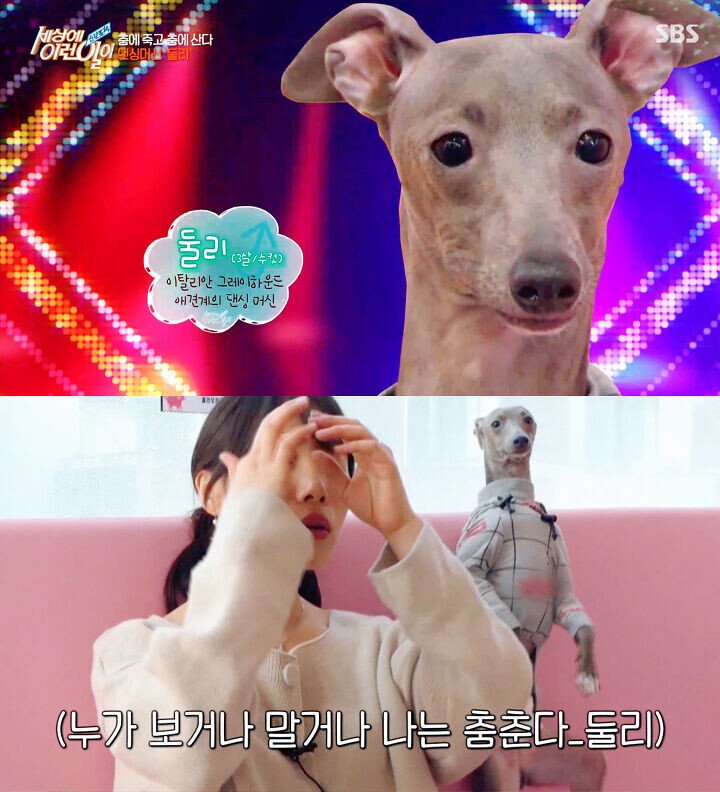 애견카페 개인싸