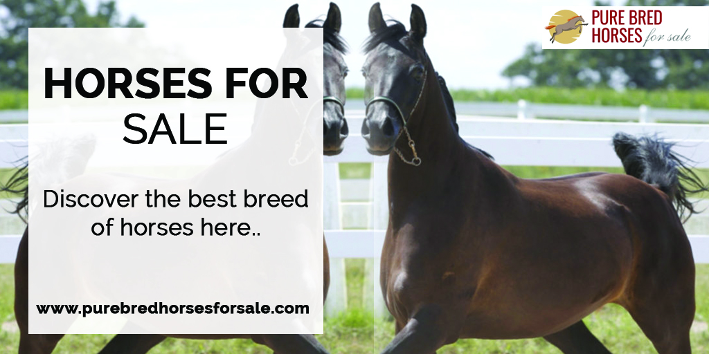 Buying Horse Online Is The Best Option