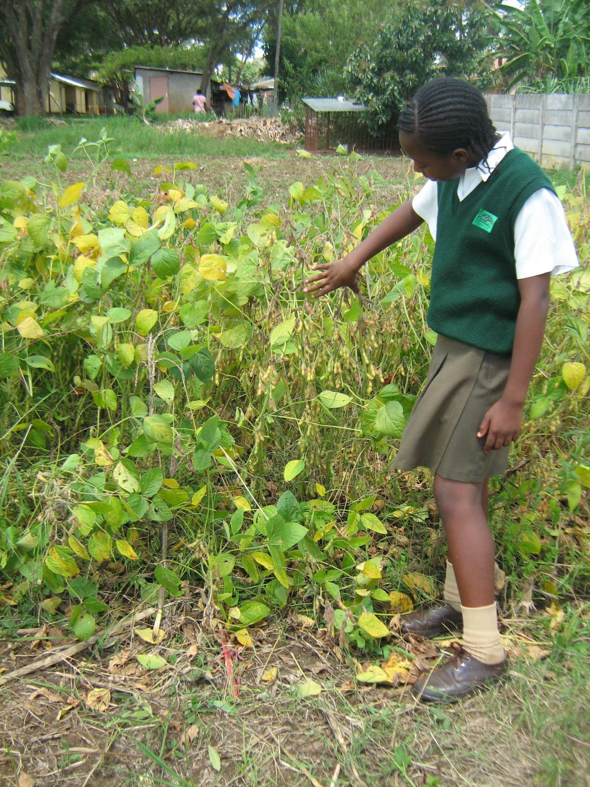 Small Scale Farming Masaisai Primary School learn soybean farming