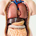 Scientists Discover New Human Organ, And What We Know So Far Is Astonishing