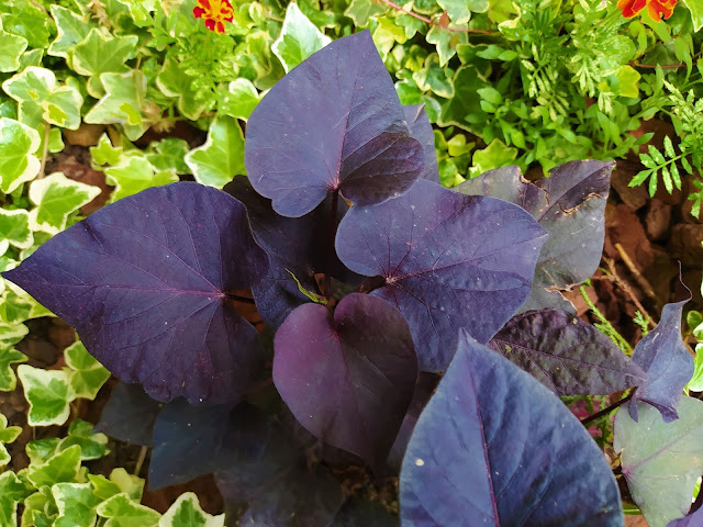 Ipomea o batata ornamental (Ipomoea batatas var. "Blackie").