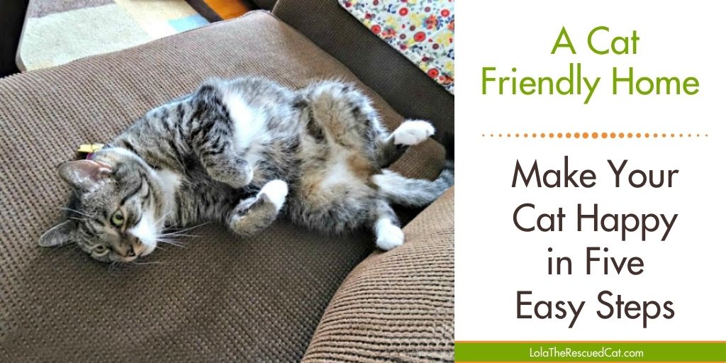 A Cat Friendly Home Make Your Cat Happy in Five Easy Steps Lola The