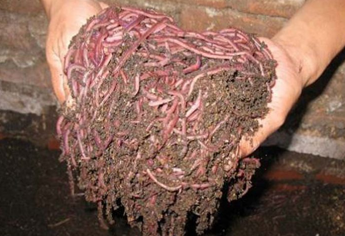 Manfaat Yang Berlimpah Budidaya Cacing Tanah (Lumbricus rubellus) - Pak