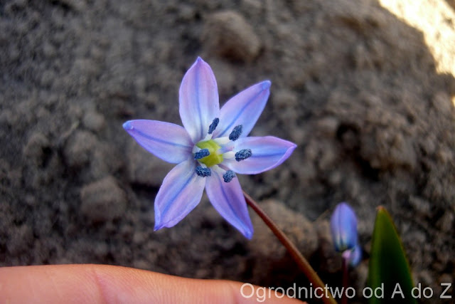 Cebulica syberyjska Scilla siberica