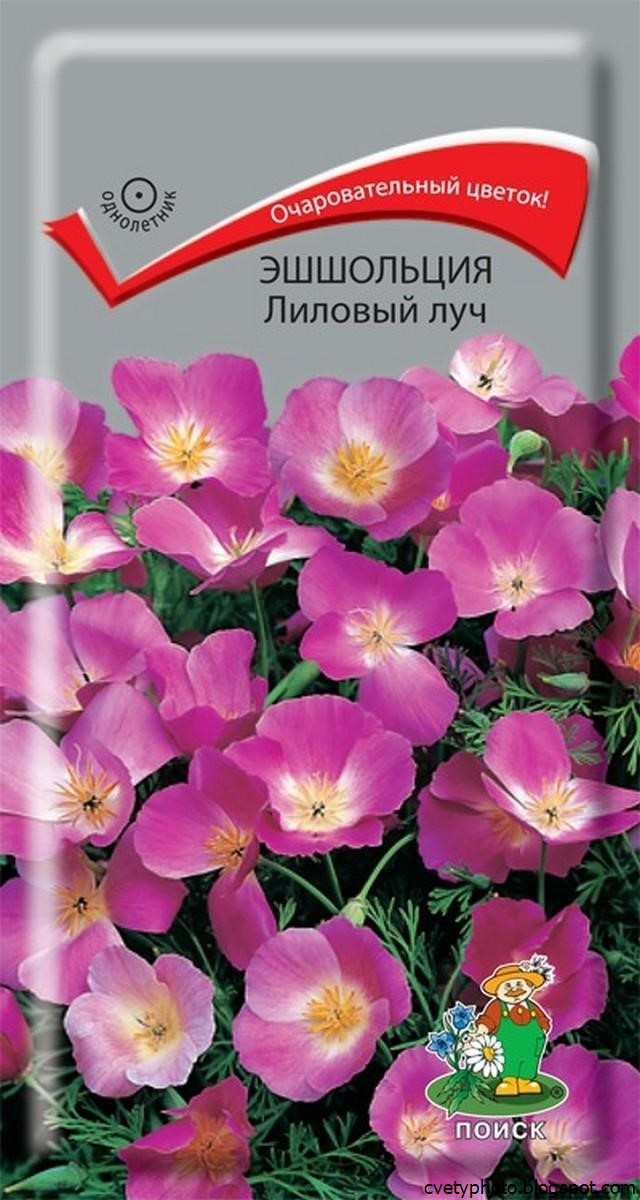 оби каталог семян цветов