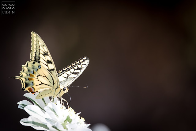 Macaone, Papilio Machaon, farfalla, butterfly, foto Ischia, Natura Ischia, Isola d' Ischia, Crisalide, bruco, livrea colorata, farfalla più grande del mondo, 