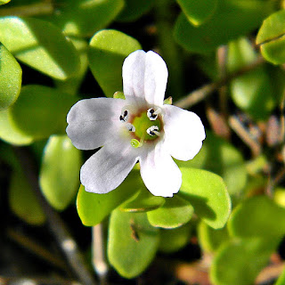 hyzop Bacopa Monnieri