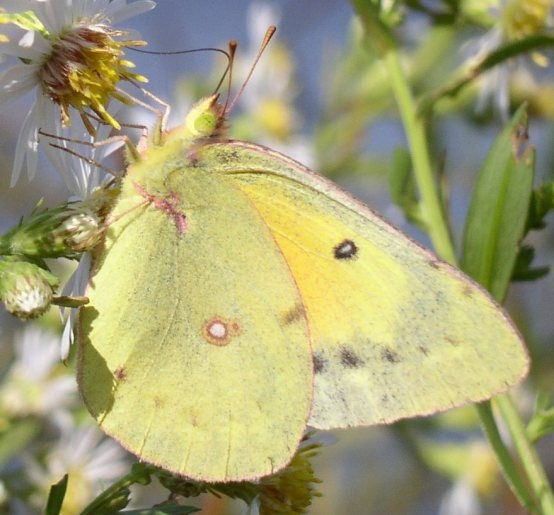 Pollinators Butterfly Pollination