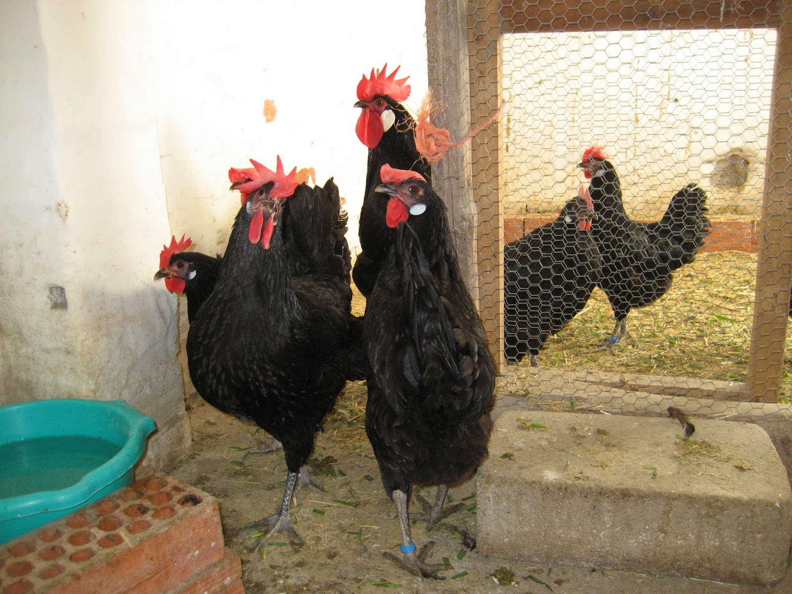 Gallina Castellana Negra