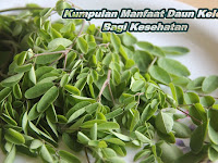 Kumpulan manfaat daun kelor bagi kesehatan yang luar biasa Kumpulan manfaat daun kelor bagi kesehatan yang luar biasa