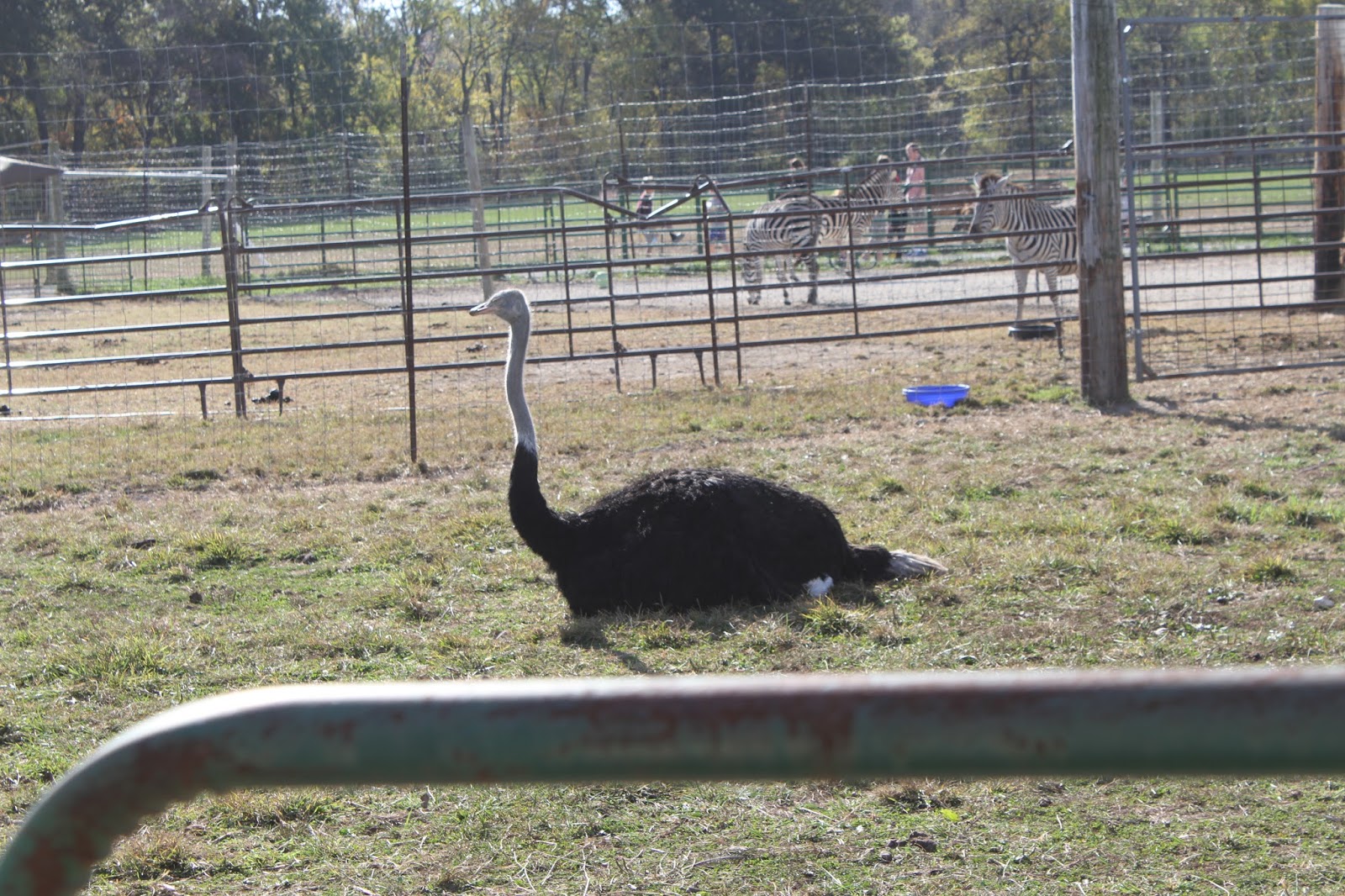 Nature Devotions : Ostrich