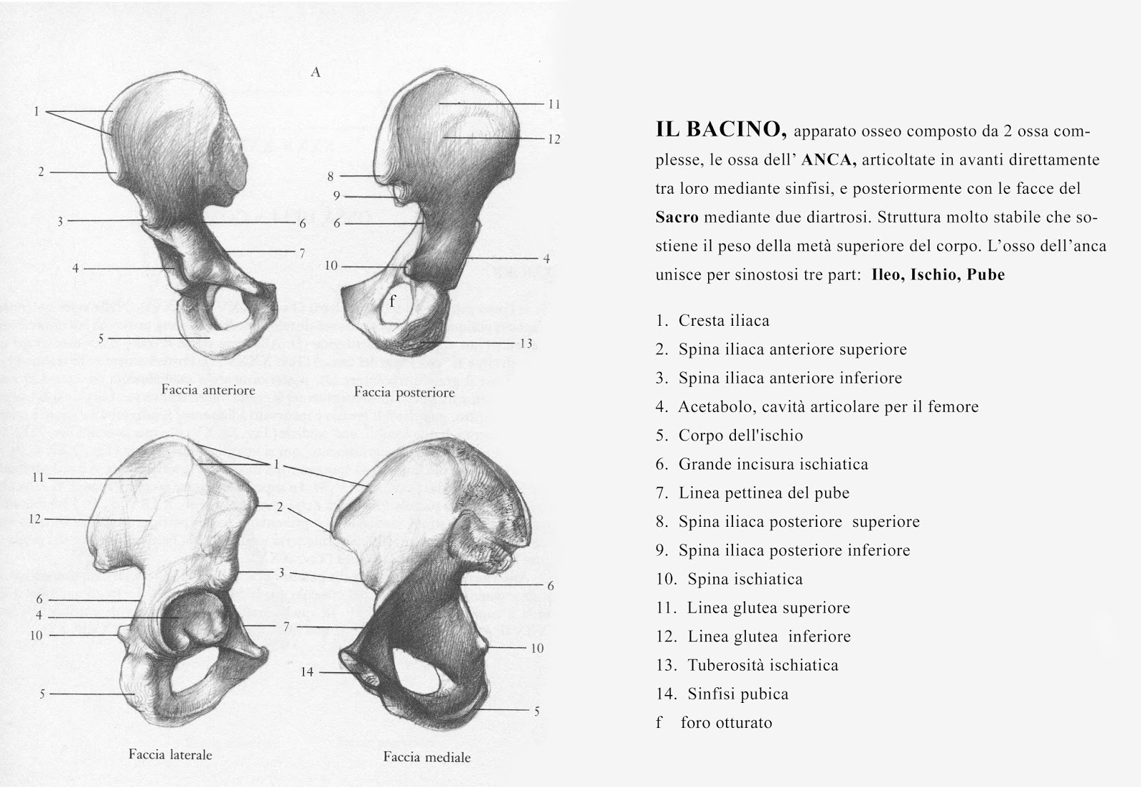 CON IL CORPO VIVO : 21a CORPO ANATOMICO : IL BACINO