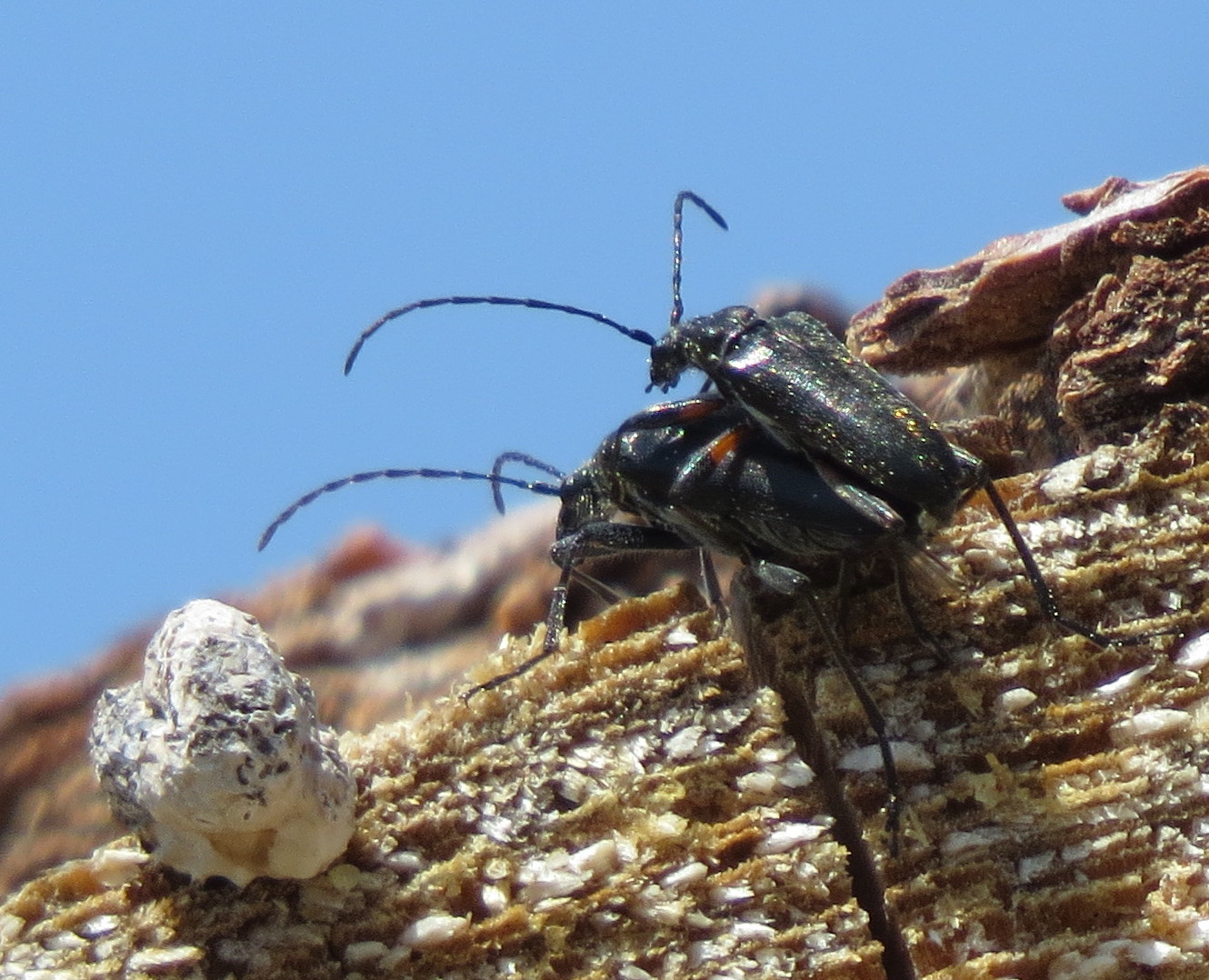Single horned beetle