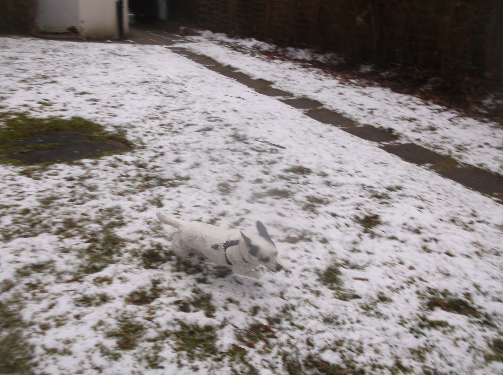 epileptischer anfall hund einschläfern