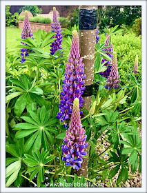 Luscious Lupins ©BionicBasil® The Pet Parade 352