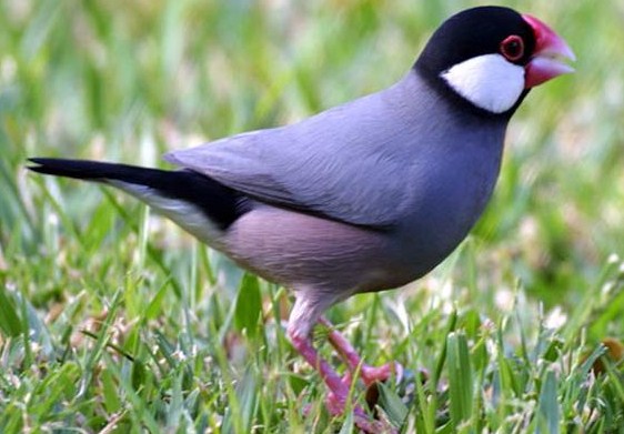 Mengenal Dekat Jenis Burung Gelatik Jawa Kicau Mania Mengenal Dekat Jenis Burung Gelatik Jawa Kicau Mania