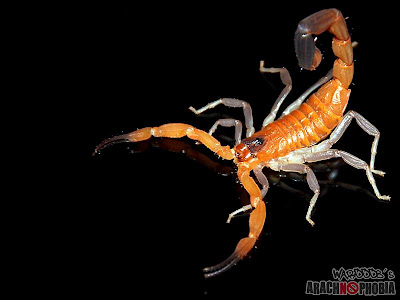 Rhopalurus Scorpion