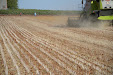 Claas Lexion 540. Harvesting thistles