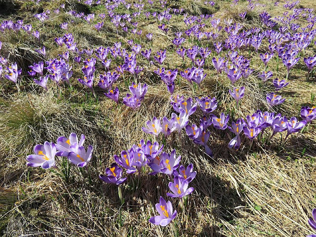 Krokusy na Polanie Chochołowskiej 2017, fot. Dorota i Marek Szala, www.gorskiewedrowki.blogspot.com