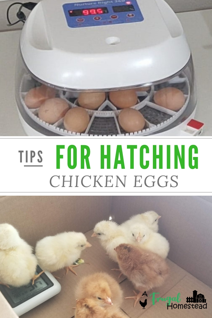 10 Tips for Successfully Hatching Chicken Eggs 10 Tips for Successfully Hatching Chicken Eggs