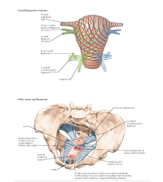 Uterus: Fascial Ligaments Anatomy
