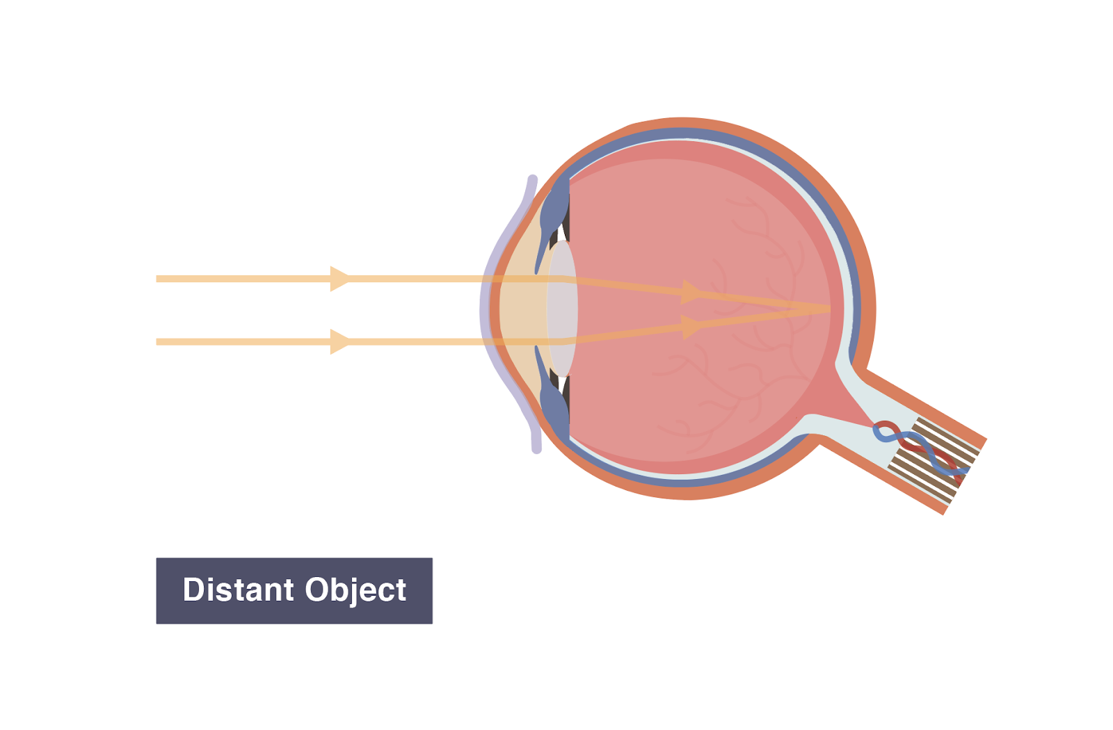 IGCSE Biology 2017 2.92 Understand the Function of the Eye in