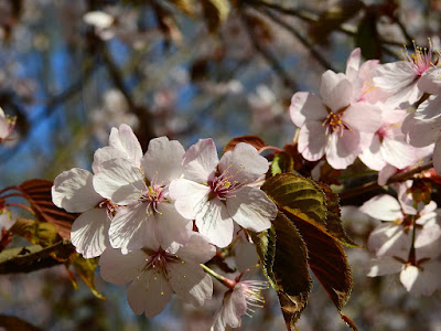 sakura blossoms in Moscow in spring
