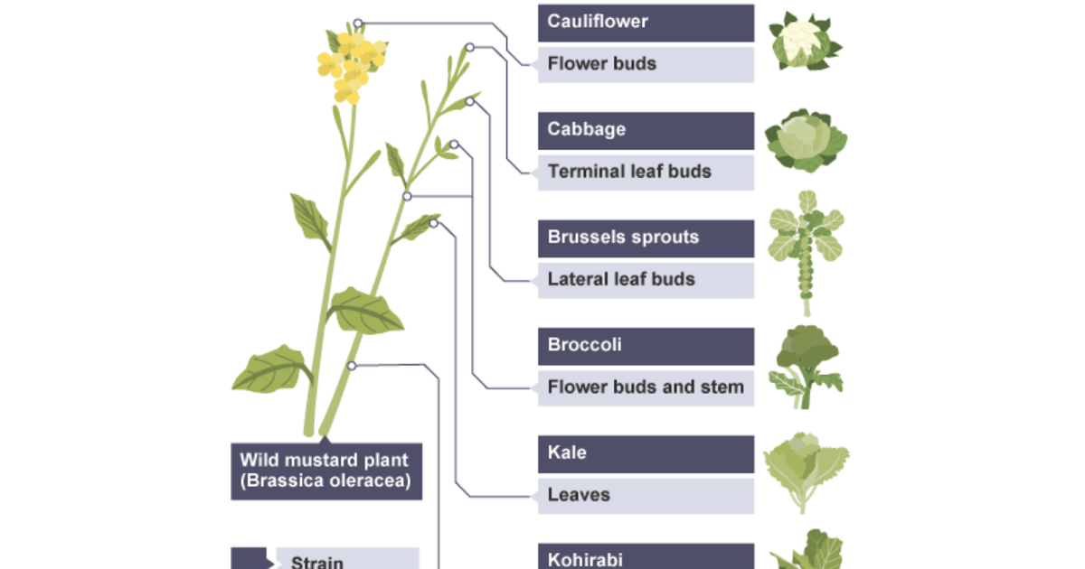 IGCSE Biology 2017 5.10 Understand that Plants with
