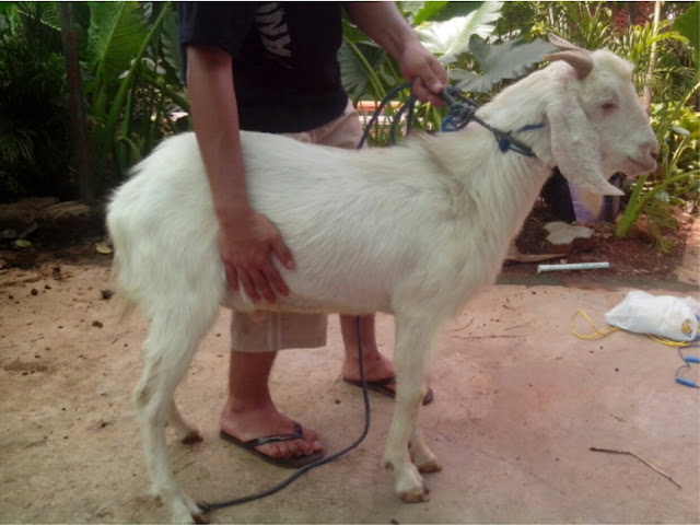 OrangTua Tak Mampu Aqiqahi Anak, Bagaimana? OrangTua Tak Mampu Aqiqahi Anak, Bagaimana?