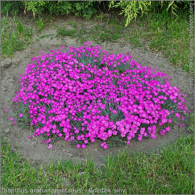 Dianthus gratianopolitanus habit - Goździk siny pokrój