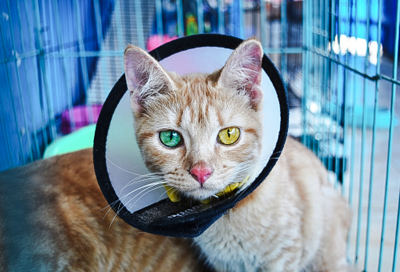 Cat Chit Chat Should a domestic cat lick her wounds and why do they do it?