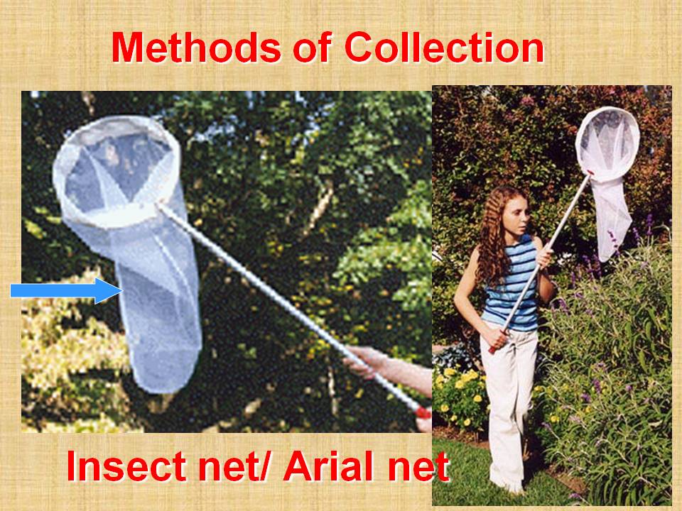 Collection and preservation of insects