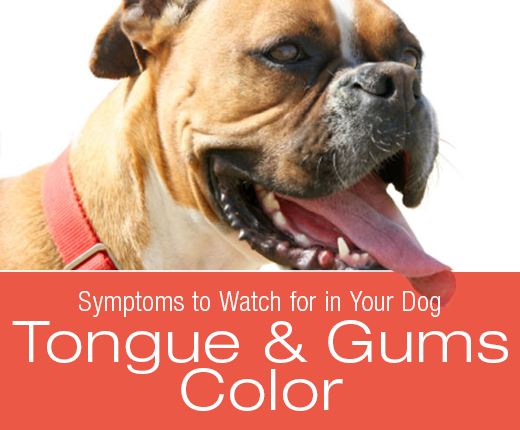 Symptoms To Watch For In Your Dog: What Can Your Dog's Gums And Tongue