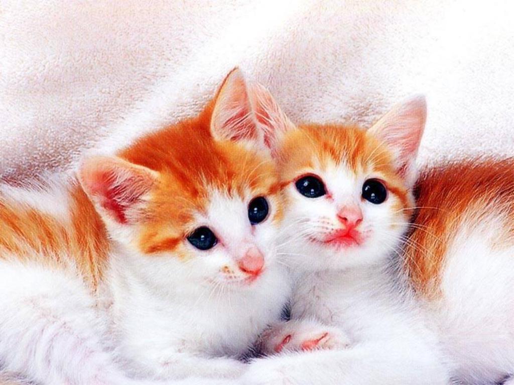 http://1.bp.blogspot.com/-nIE5p8SGwaQ/T5wC_CbdowI/AAAAAAAAAzw/usGlLGgmsIo/s1600/Cute_Cats_Wallpaper_52evg.jpg