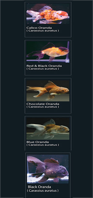 5. Calico Oranda  Nama Latin Carassius Auratus    6. Red & Black Oranda  Nama Latin Carassius Auratus   7. Chocolate oranda  Nama Latin Carassius Auratus   8. Blue Oranda Nama Latin Carassius Auratus   9. Black Oranda  Nama Latin Carassius Auratus  