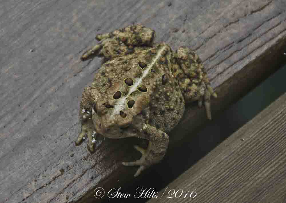 Seasons in the Valley + Furry Gnome's Adventures A Frog and a Toad