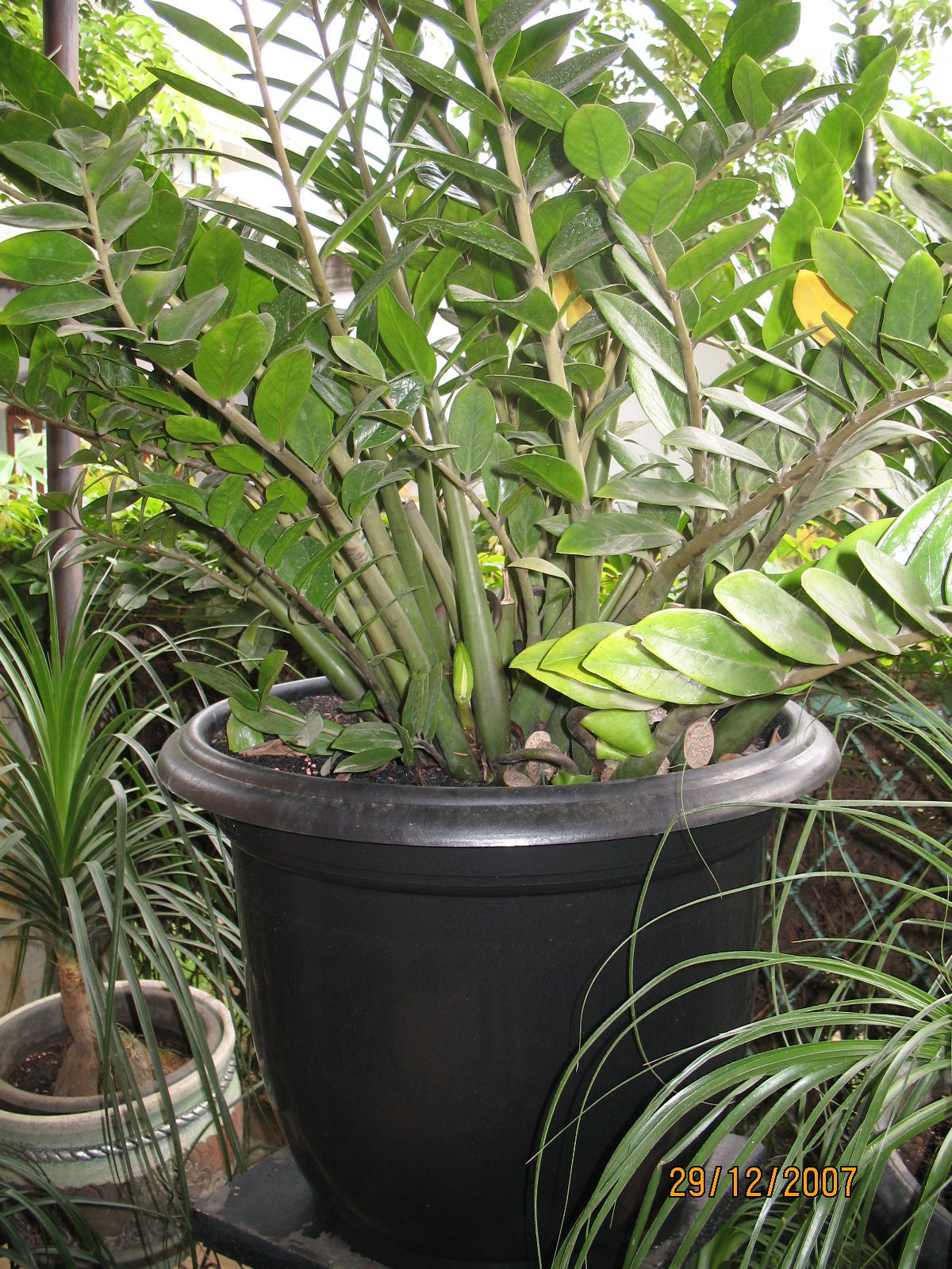 Zamioculcas zamiifolia