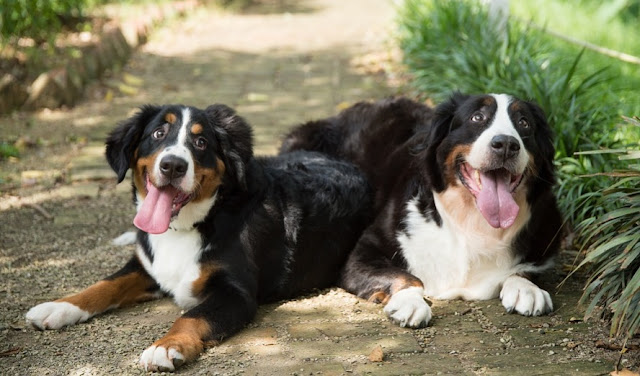 Bernese Mountain Dogs - All About Dogs