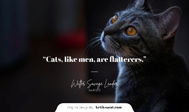 50 Quotes Bahasa Inggris About Cat dan Artinya Ketik Surat