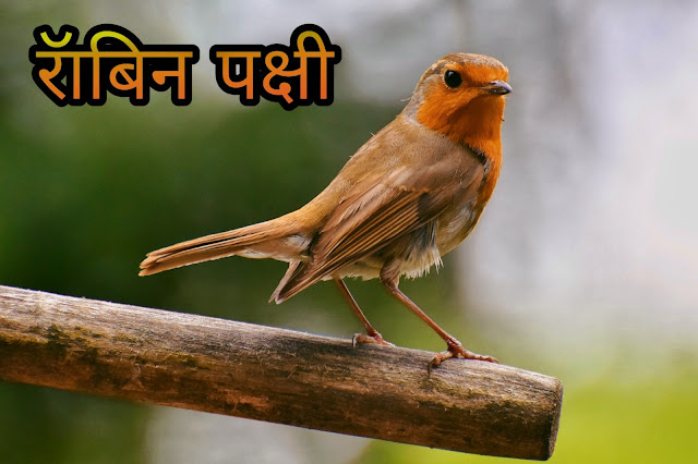Robin Bird Information In Hindi