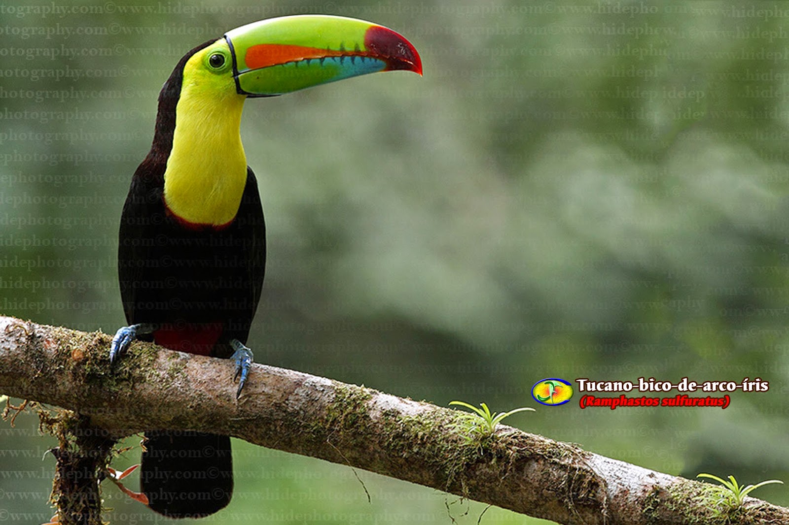 Zoologia Tucanobicodearcoíris (Ramphastos sulfuratus) Zoologia Tucanobicodearcoíris (Ramphastos sulfuratus)