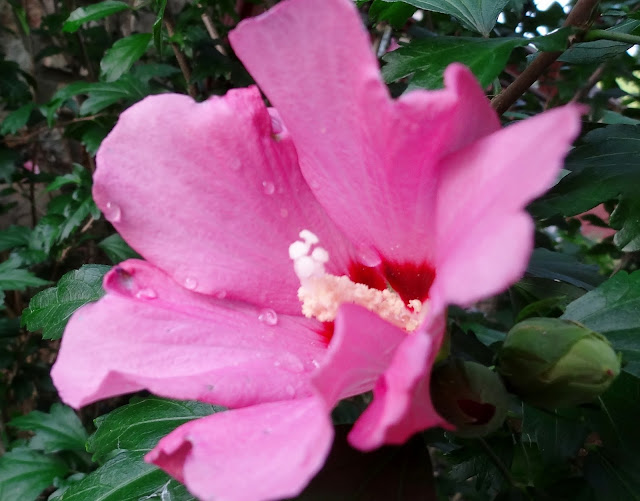 Rose of Sharon flower with dew drops #nature 