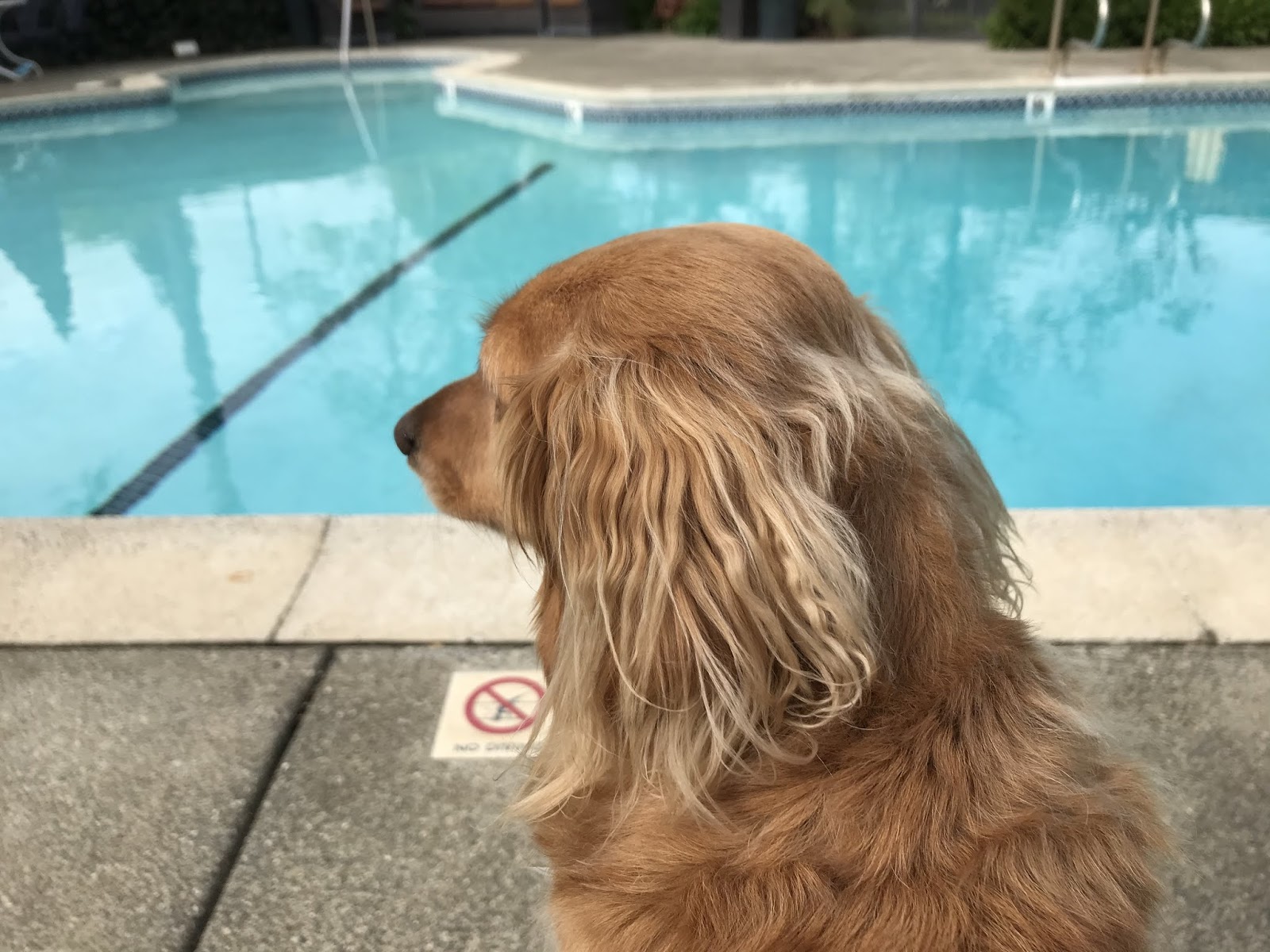 Die Rettungsschwimmerin Die Rettungsschwimmerin